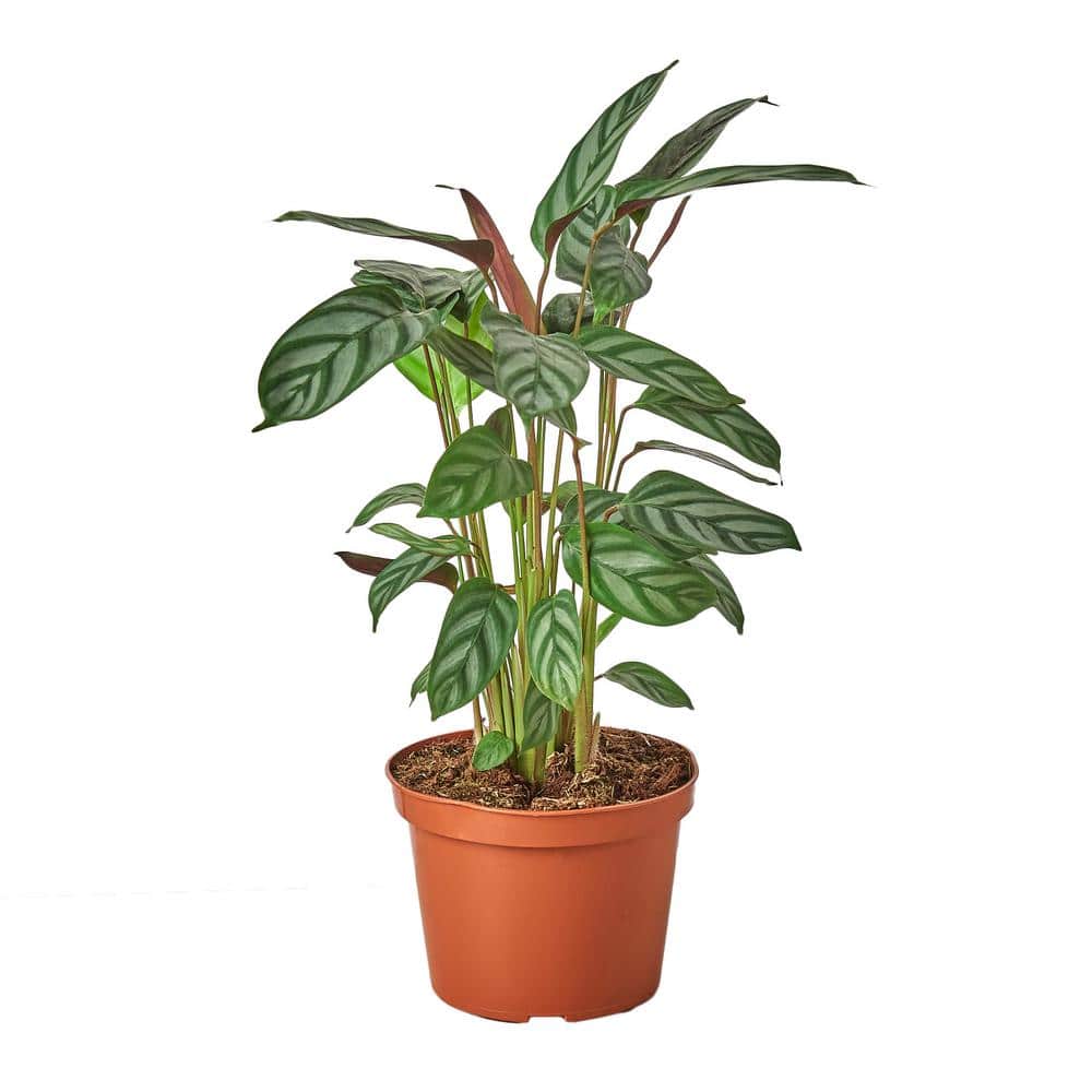 Grey Star Calathea Plant in 6 in. Grower Pot