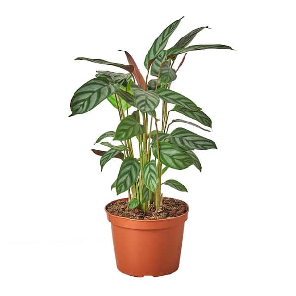 Unbranded Grey Star Calathea Plant in 6 in. Grower Pot