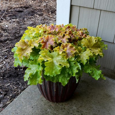 4.5 in. Qt. Dolce Apple Twist Coral Bells (Heuchera) Live Plant in White Flowers and Yellow to Green Foliage