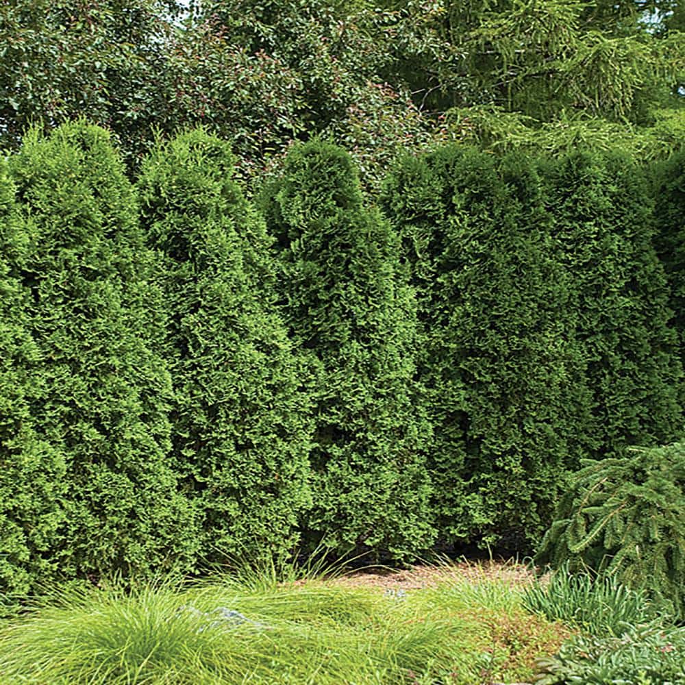1 Qt. Thuja Green Giant Arborvitae Holiday Shrub Plant 1012684731