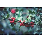 1 Gal. Red Beauty Holly Shrub Symmetrical Grower with Rich Glossy Leaves and Abundant Bright Red Berries