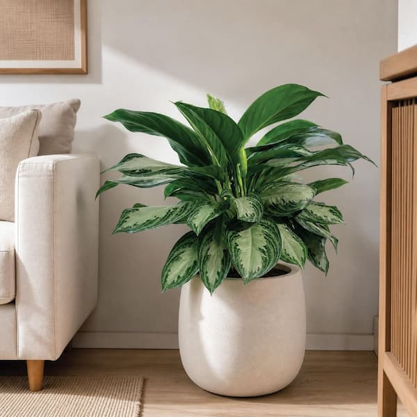 NATURE'S WAY FARMS 1.72 Gal. Crystal Bay Aglaonema Indoor Tropical
