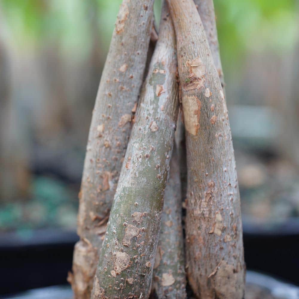 Braided Money Tree Indoor Bonsai in Blue Ceramic Pot