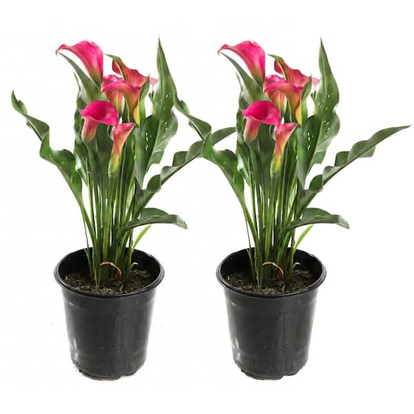 spring hanging plants Fuchsia Hanging Basket  Hammarlund Nursery