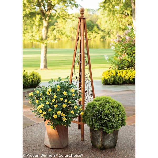 Proven Winners ColorChoice Flowering Shrubs - Make ice lanterns in just 6  steps! You can bring this luminous beauty to your own front porch with  materials you can find in your garden