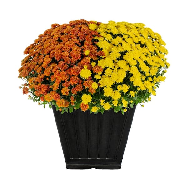 METROLINA GREENHOUSES 1 Gal. Square Deco Planter Orange and Yellow Mum Chrysanthemum Orange and Yellow Perennial Plant (1-Pack)