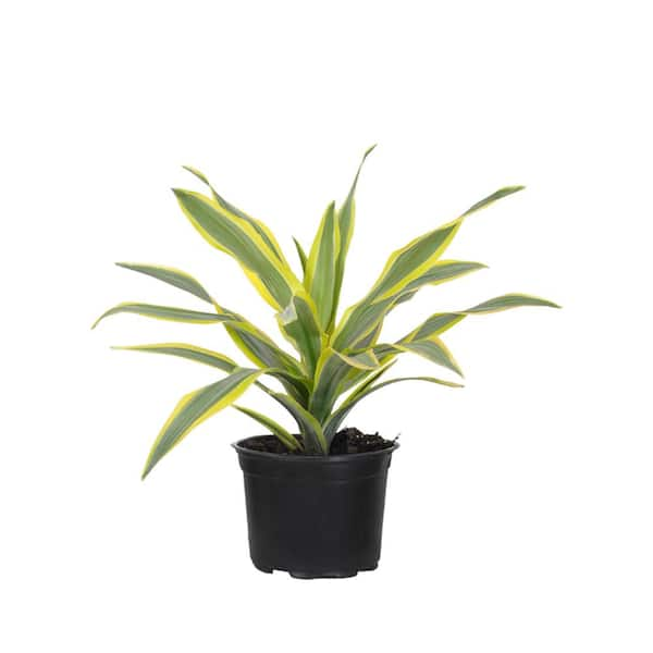 Lemon Lime Dracaena Compacta Live Plant Indoor Houseplant in 6 inch Grower Pot