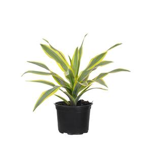 Dracaena Lemon Lime Compacta Live Plant Indoor Houseplant in 6 in. Grower Pot 10 in. - 14 in. Tall