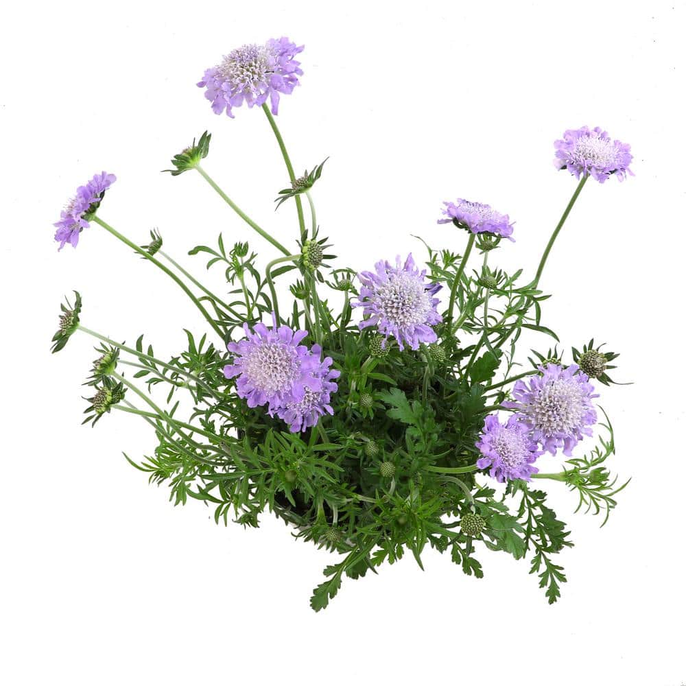 Butterfly Blue Scabiosa Flower in Black Container