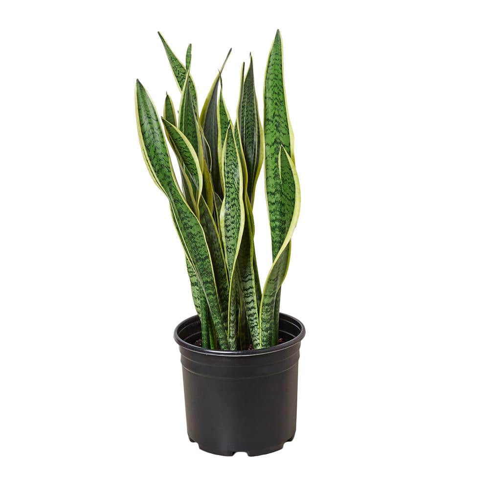 Snake Plant Laurentii Plant Sansevieria in 10 in. Grower Pot