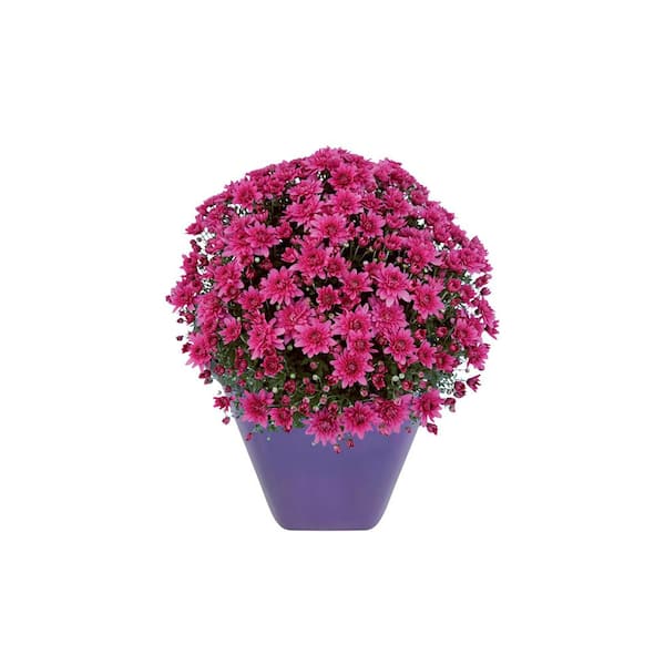 Chrysanthemum (Mum) Purple Live Plant in 8.5 in. Deco Color Planter