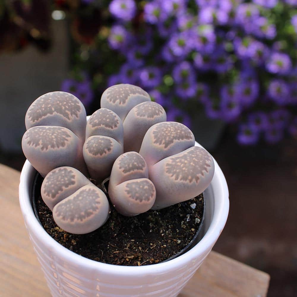 Assorted Live Lithops Succulent Plants in Nursery Pots