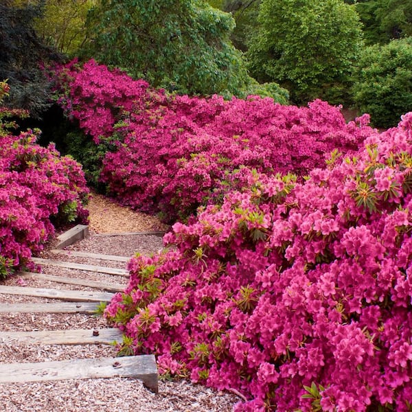 2.25 Gal. Rene Michelle Azalea Plant with Pink Blooms