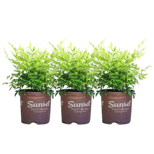 Alder & Oak 8 in. Lemon Lime Heavenly Bamboo Nandina Shrub (3-Pack)