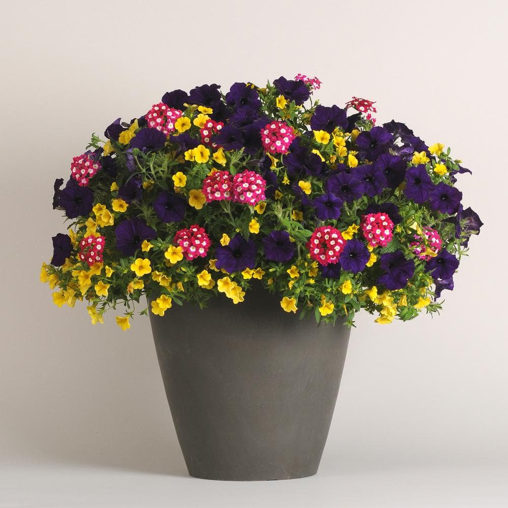 National Plant Network 4 in. Mixmaster 'Over The Top' Yellow-Blue ...