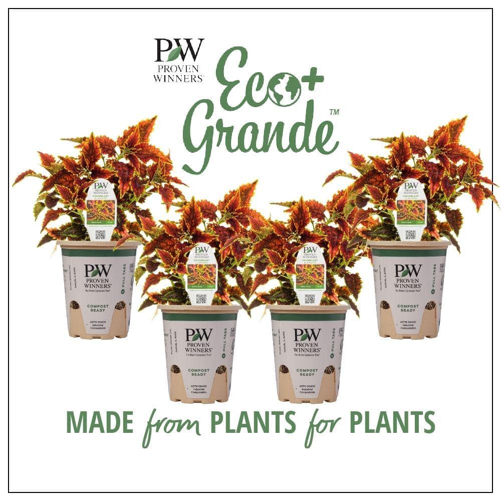 proven-winners-annual-flowers-