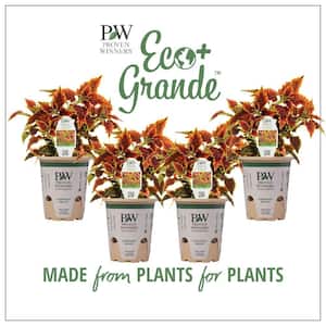 4.25 in. Eco+Grande, ColorBlaze El Brighto (Coleus) Live Plant Varigated Foliage (4-Pack)