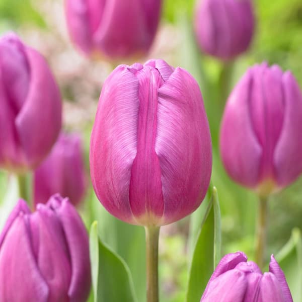 Garden State Bulb 12/Plus cm, Purple Flag Triumph Tulip Flower Bulbs (Bag of 50)