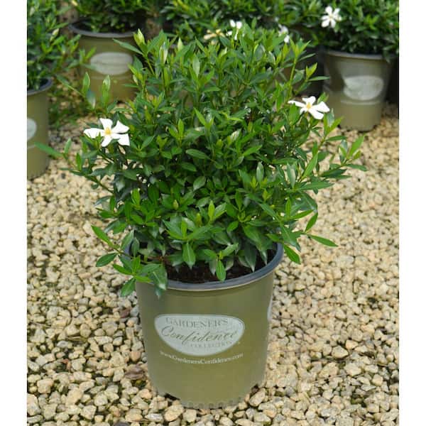 Vigoro 2 Gal. Echo Swan Maiden Gardenia, Live Evergreen Shrub