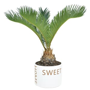 Cycas Revoluta Sago Palm Indoor Plant in 6 in. Home Sweeet Home Ceramic Planter, Avg. Shipping Height 1-2 ft. Tall