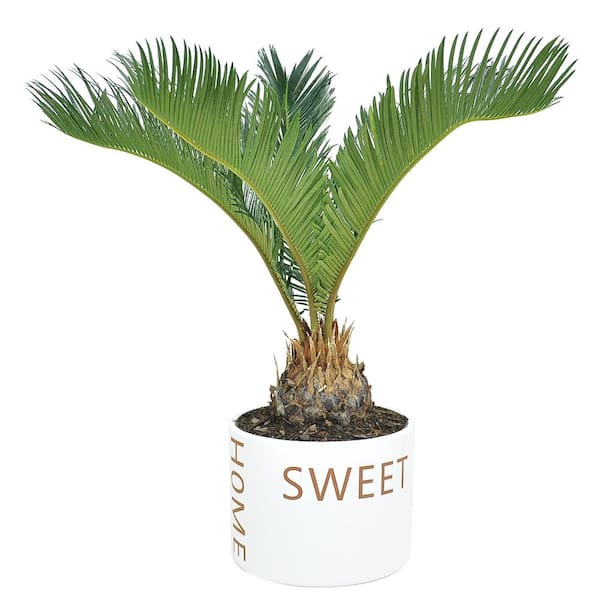 Costa Farms Cycas Revoluta Sago Palm Indoor Plant in 6 in. Home Sweeet Home Ceramic Planter, Avg. Shipping Height 1-2 ft. Tall