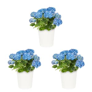 1.5 QT. Hydrangea Shrub with Blue Flowers