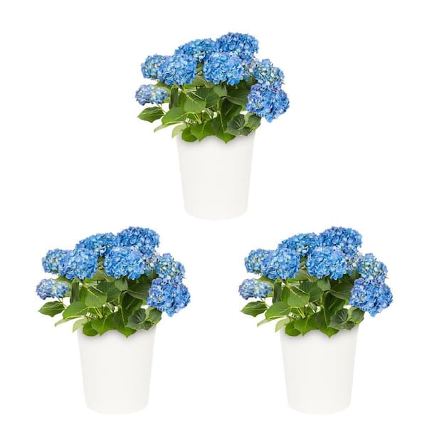 Metrolina Greenhouses 1.5 QT. Hydrangea Shrub with Blue Flowers