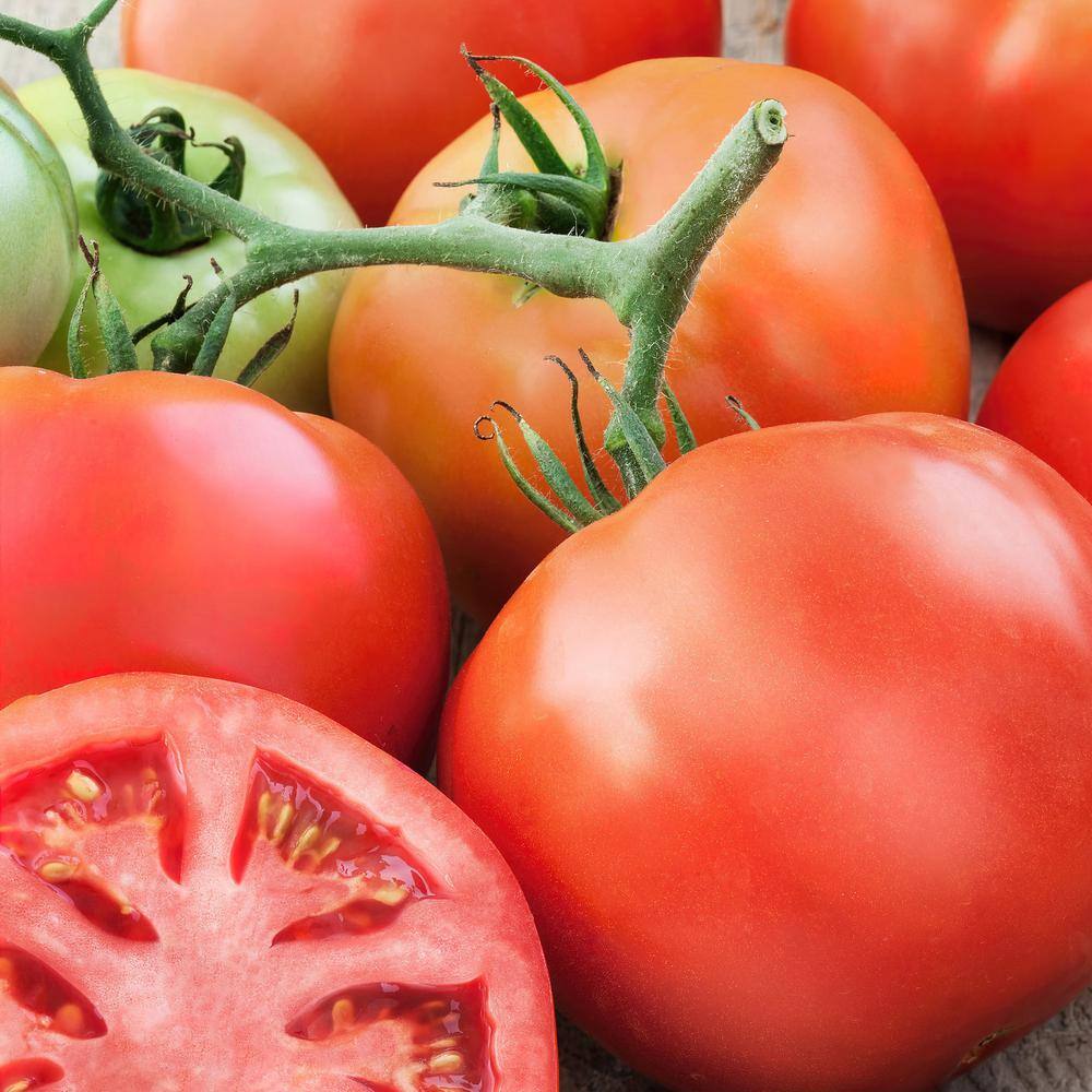 BONNIE PLANTS HARVEST SELECT 25 oz. Genuwine Beefsteak Tomato Plant (2