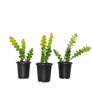Zig Zag Cactus 4 in. Grower Containers (3-Piece)