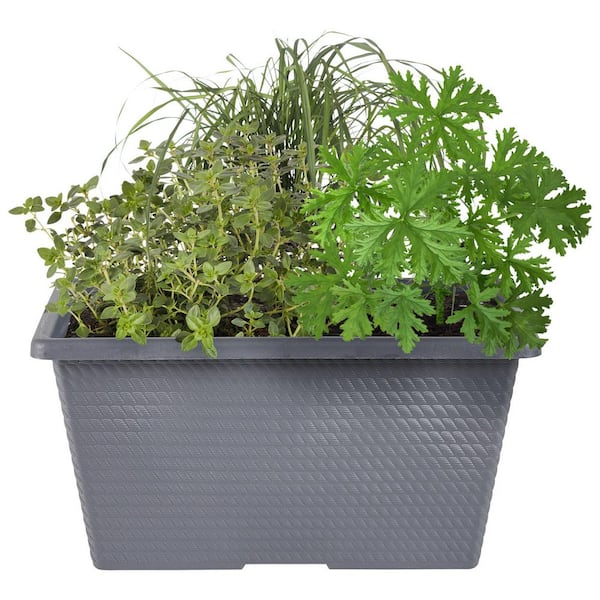 2 Gal. Bug Bouncing Combo Container