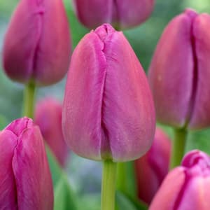 12/ Plus cm, Darwin Hybrid Purple Pride Tulip Flower Bulbs (Bag of 25)