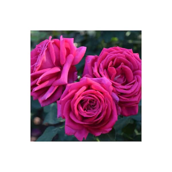 ALTMAN PLANTS 3 Gal. Miranda Lambert Rose Plant with Hot Pink
