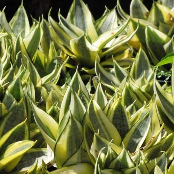 Wekiva Foliage Birds Nest Snake Plant-3 Live Plants in 4 in. Growers Pots-Sansevieria  Trifasciata Hahnii-Beautiful Houseplants BirdNest3x4 - The Home Depot