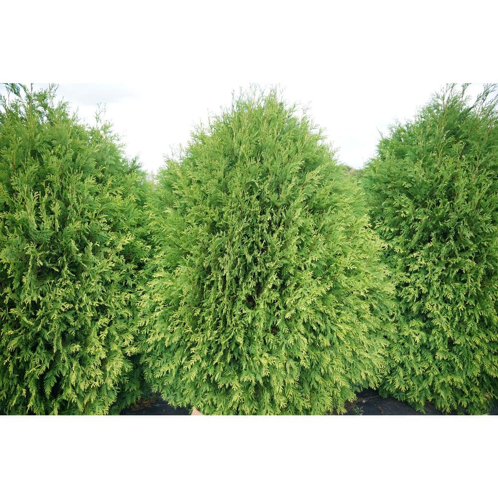 PROVEN WINNERS 1 Gal. Cheer Drops Arborvitae (Thuja) Live Plant