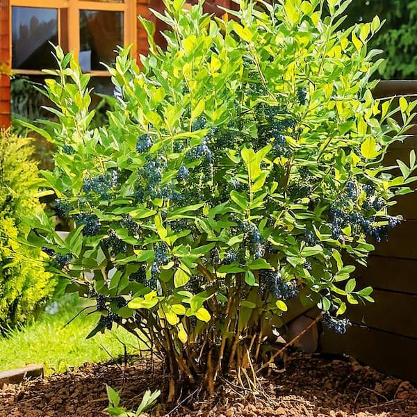 Unbranded 5 Gal. Indigo Treat Honeyberry Haskap Plant HONTRE05G