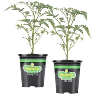 19 oz. Early Girl Tomato Plant (2-Pack)