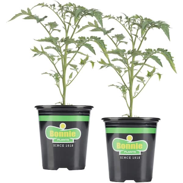 Bonnie Plants 19 oz. Early Girl Tomato Plant (2-Pack)