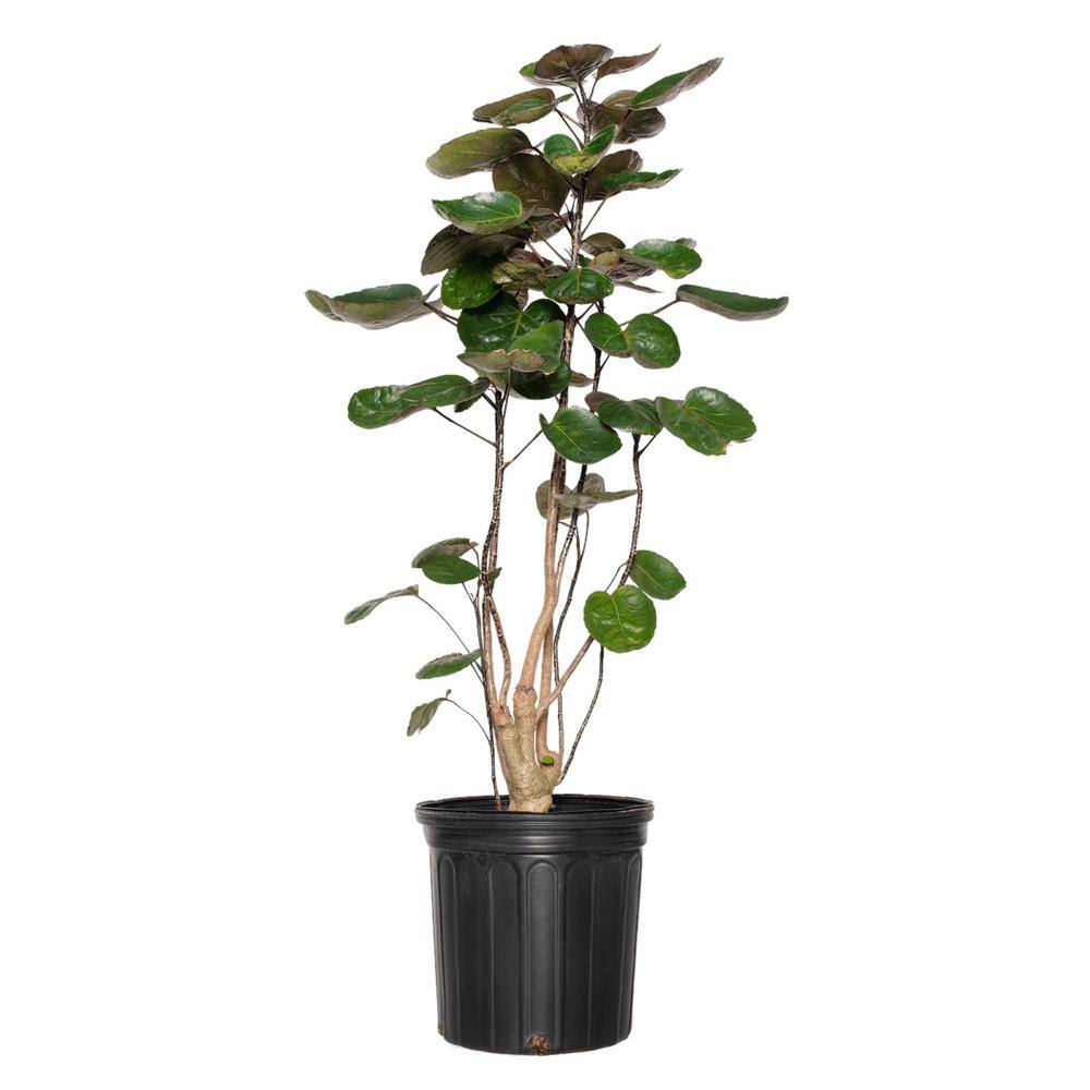 8 in. Aralia Fabian Stump price history on PriceWatchPro