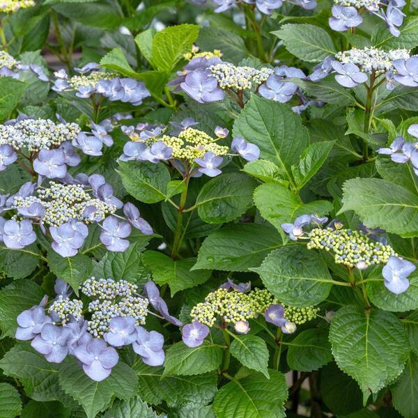 national PLANT NETWORK 4 in. Hydrangea Bluebird Shrub (3-Pack