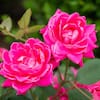 knock-out-rose-bushes-13155-e1.1