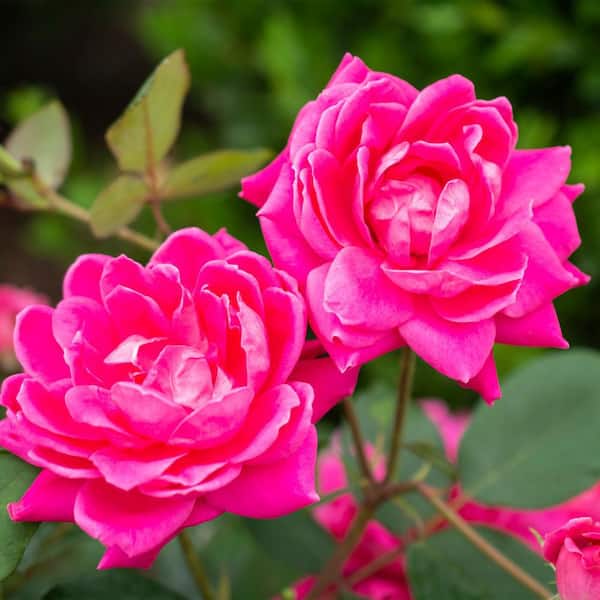 1 Gal. Pink Double Knock Out Rose Bush with Pink Flowers
