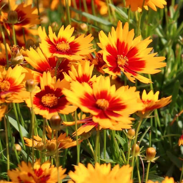 national PLANT NETWORK 3.25 in. Coreopsis UpTick Gold and Bronze Coreopsis Perennial Plant with Multicolor Flowers (3-Pack)