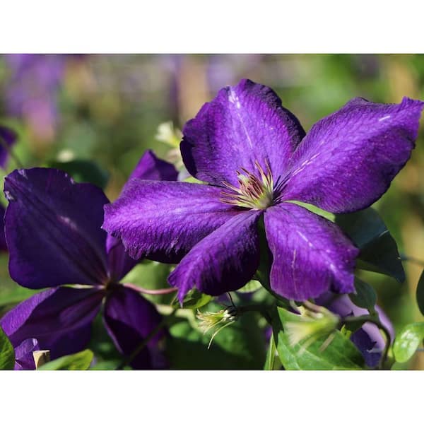 Wekiva Foliage Clematis Jackmanii Superba-5 Live Plants in 4 in. Growers Pots-Clematis 'Jackmanii Superba'-Violet Purple
