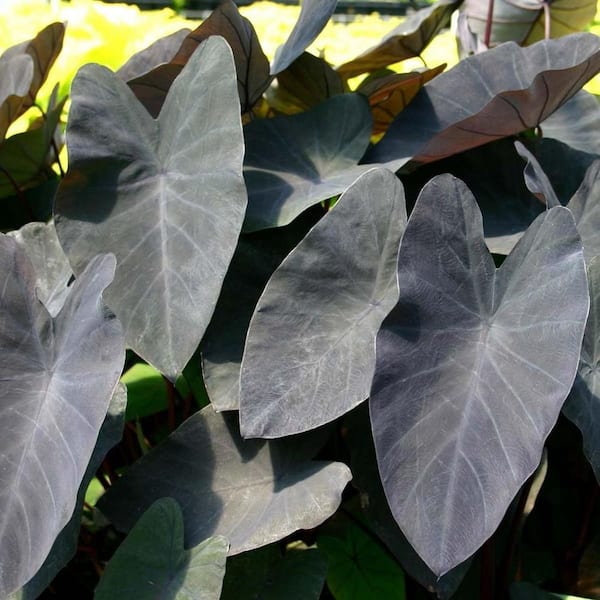 Black Magic Colocasia-4 Live Starter Plants-Colocasia Esculenta-Beautiful Large Leaf Foliage Elephant Ear Starter