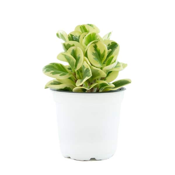 national PLANT NETWORK 4 in. Peperomia Citrus Twist Plant (3-Pack)