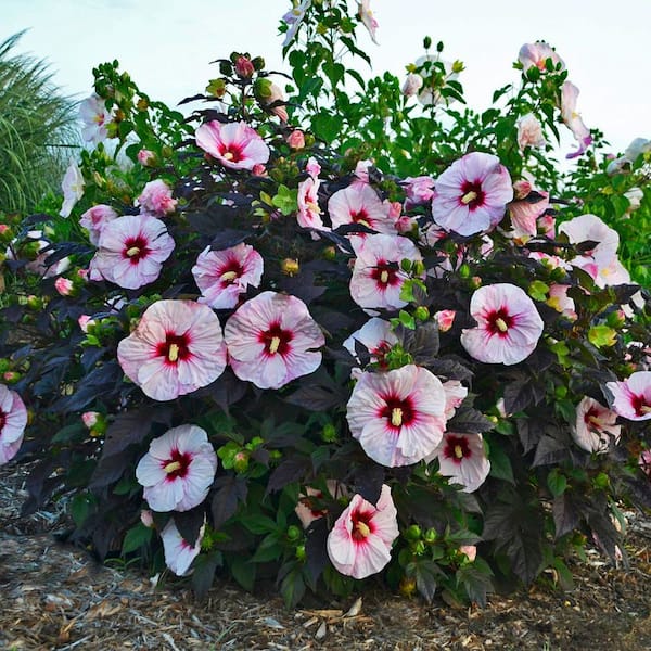2 Gal. Summerific Perfect Storm Rose Mallow (Hibiscus Hybrid) Live Perennial Plant with White Flowers