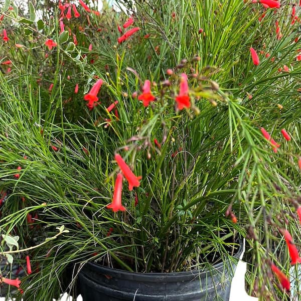 3 Gal. Firecracker Plant Flowering Shrub with Scarlet Red Flowers