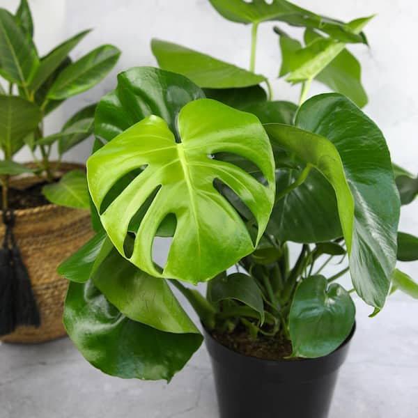 ALTMAN PLANTS Monstera Deliciosa Swiss Cheese Plant Indoor