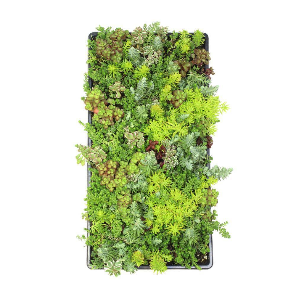 SMART PLANET Smart Planet Sedum Mat Flat (1.7G) 1002371657