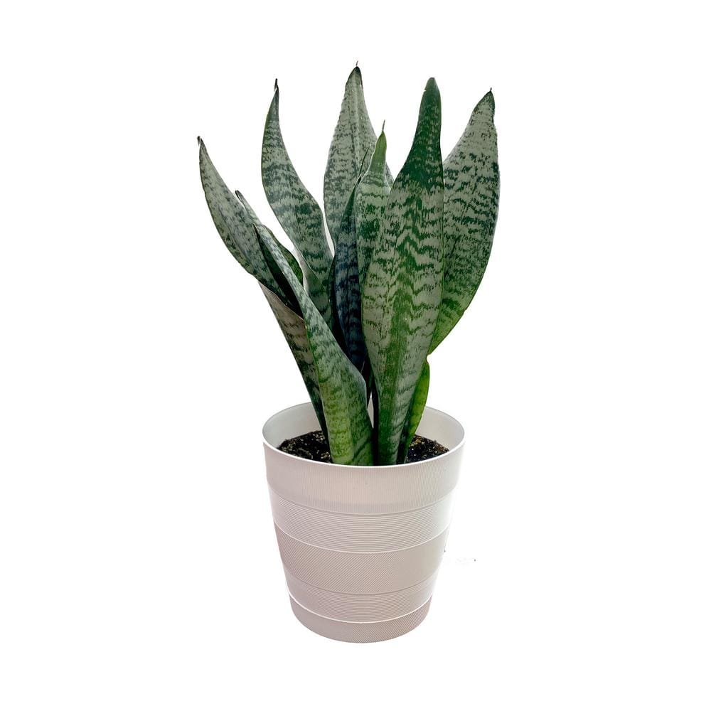 サンスベリア・ディアブロ Sansevieria Diablo サンスベリア